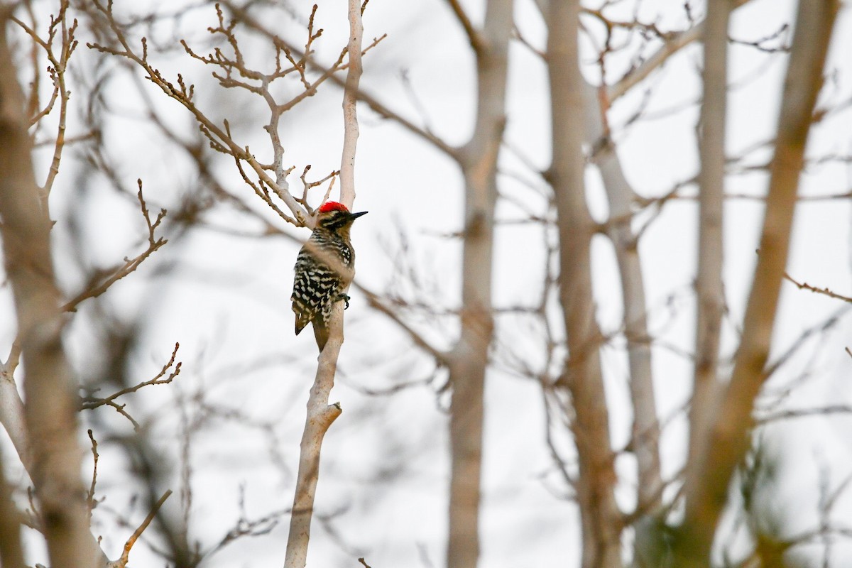 Ladder-backed Woodpecker - ML131895951