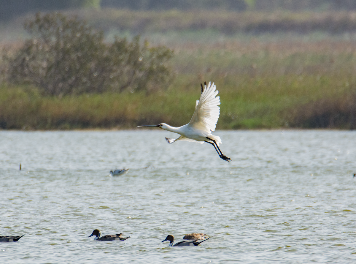 Eurasian Spoonbill - ML131896821