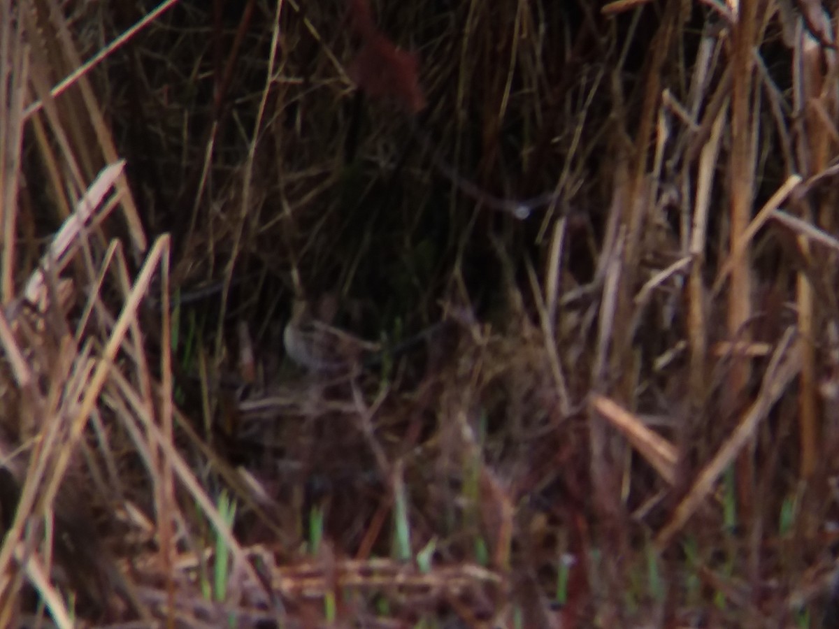 Wilson's Snipe - ML131898081