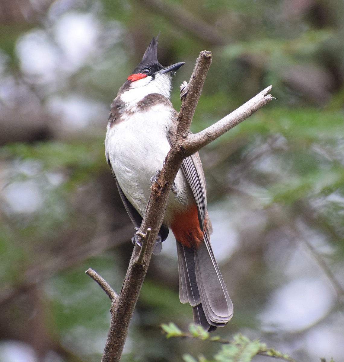 bulbul červenouchý - ML131898981