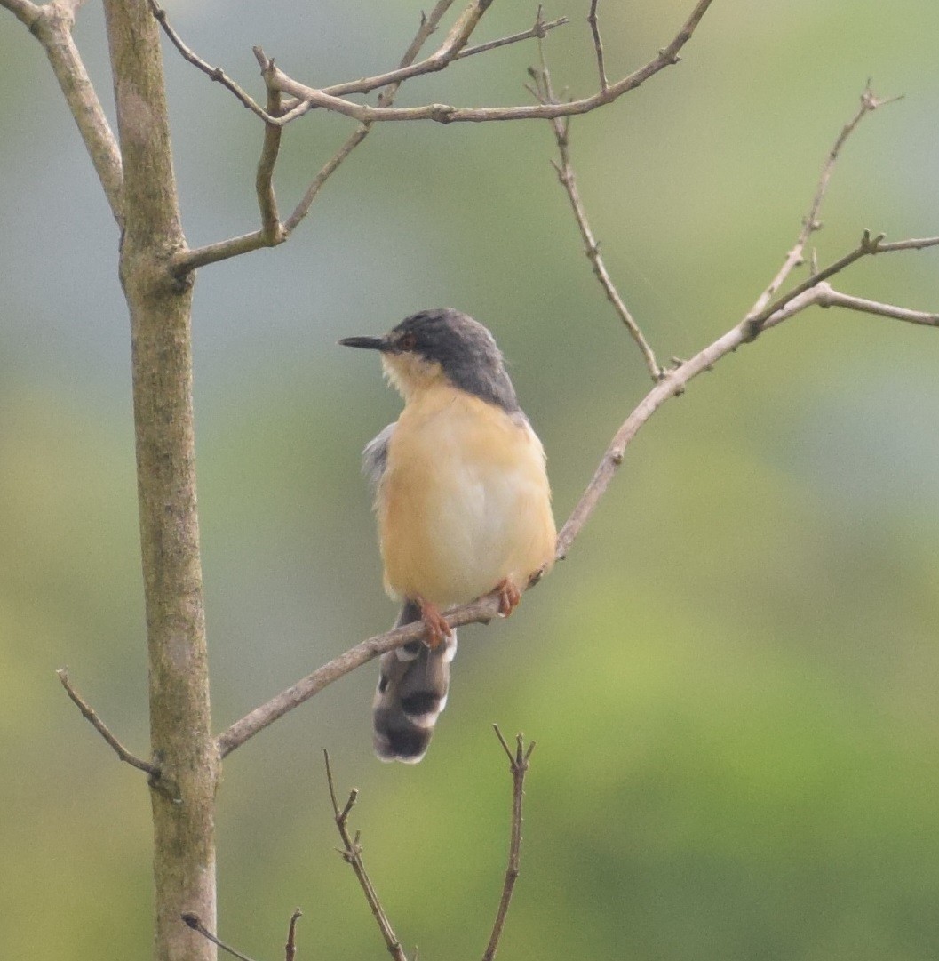 Ashy Prinia - Siva T