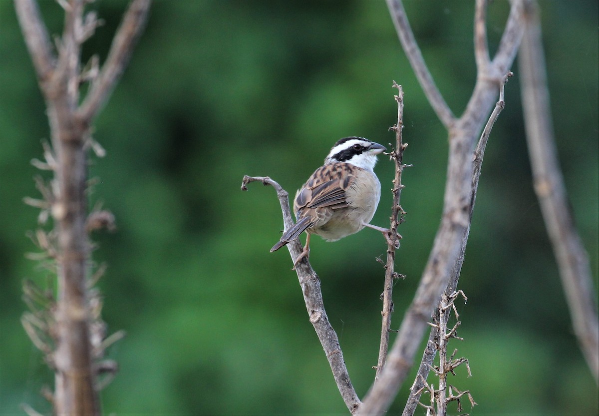 Stripe-headed Sparrow - ML131899811