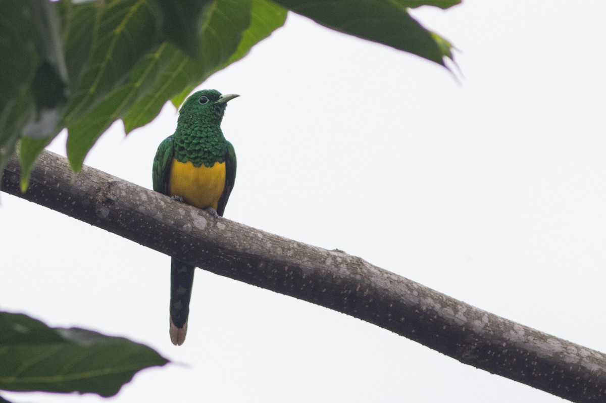 African Emerald Cuckoo - ML131900201