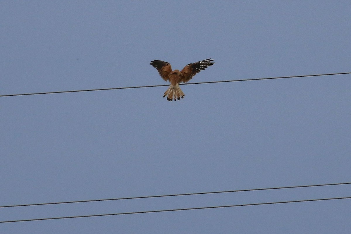 Nankeen Kestrel - ML131900721