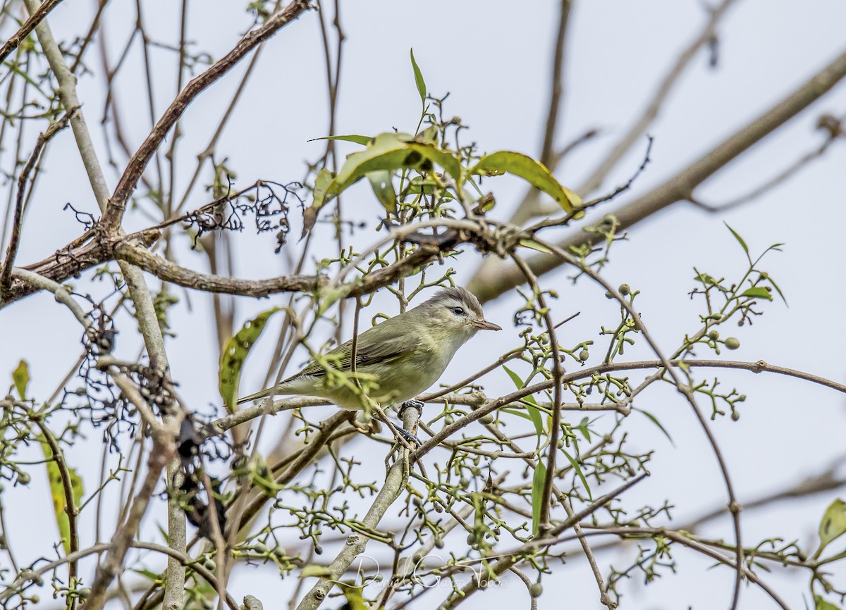 Braunkappenvireo - ML131900741