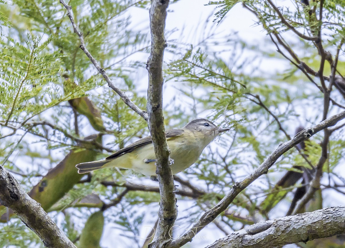 Braunkappenvireo - ML131900751