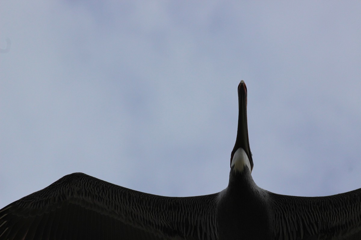 Brown Pelican - Chuck Gates