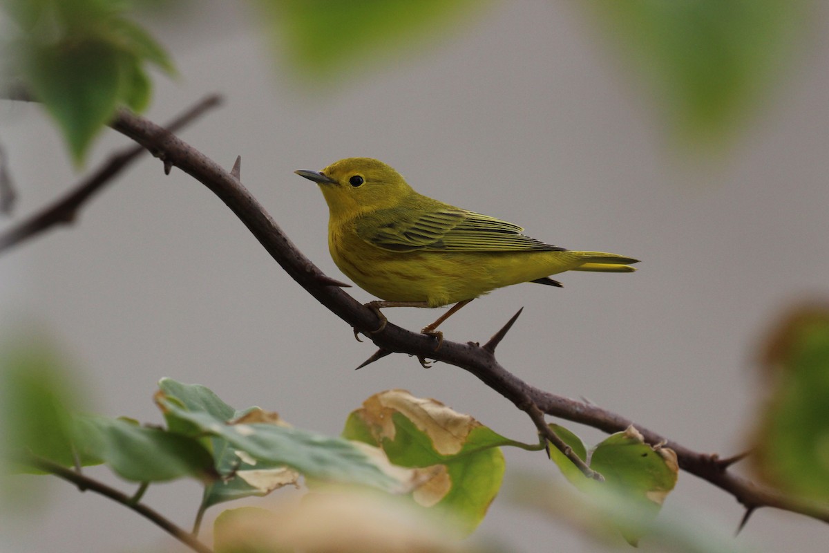 Yellow Warbler - ML131901791