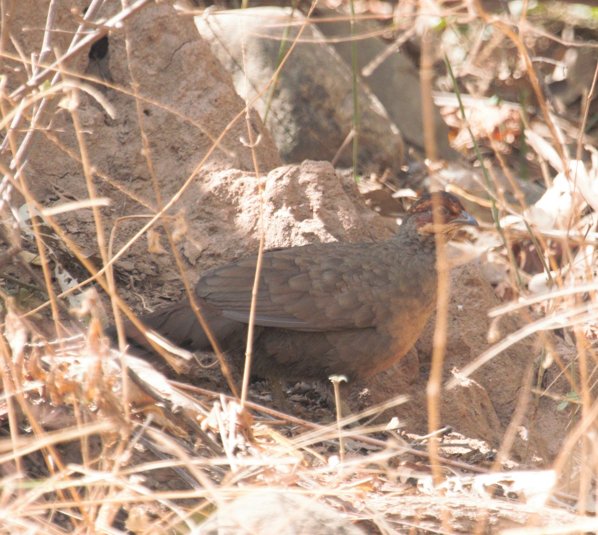 Painted Spurfowl - ML131902281