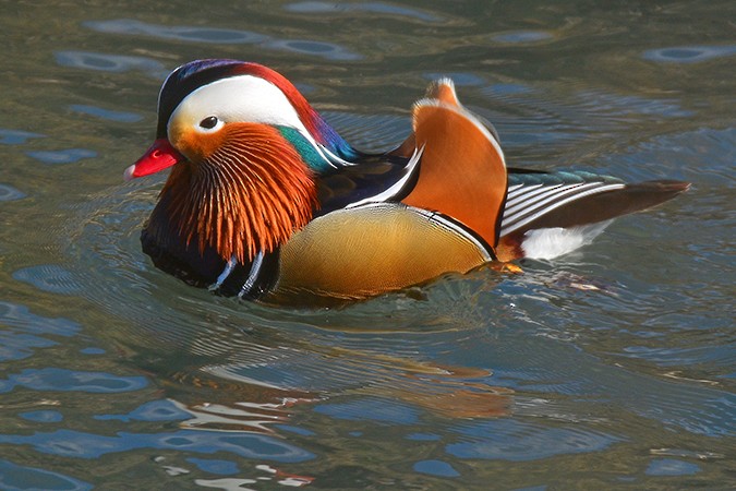 Mandarin Duck - Guido Bennen
