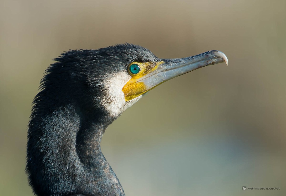 Great Cormorant - ML131907511