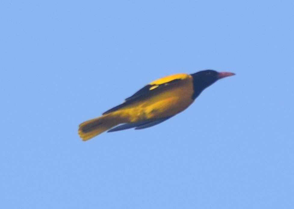 Black-hooded Oriole - ML131907751