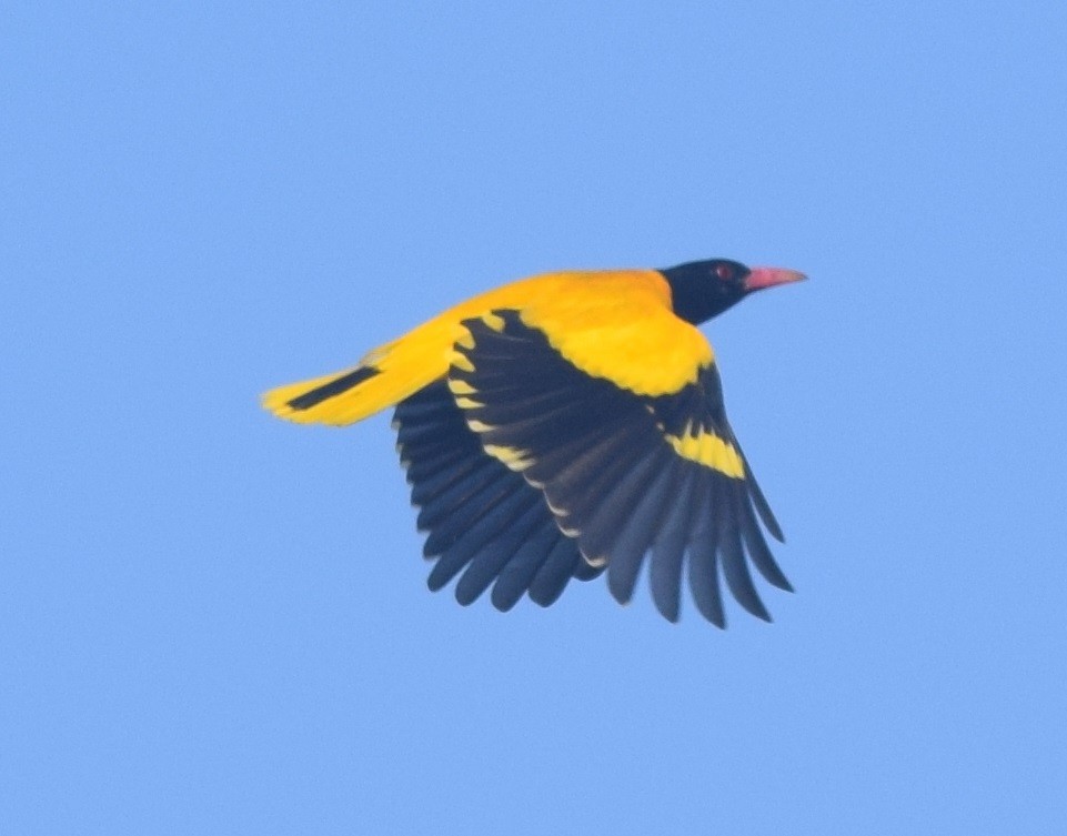 Black-hooded Oriole - ML131907761