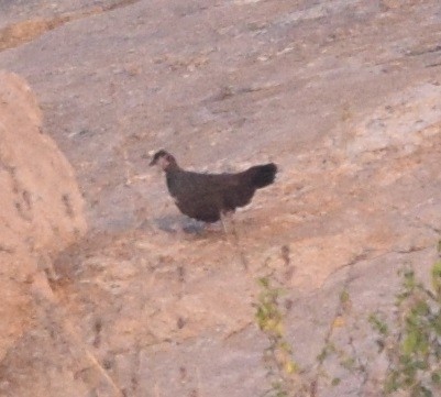 Painted Spurfowl - ML131908001