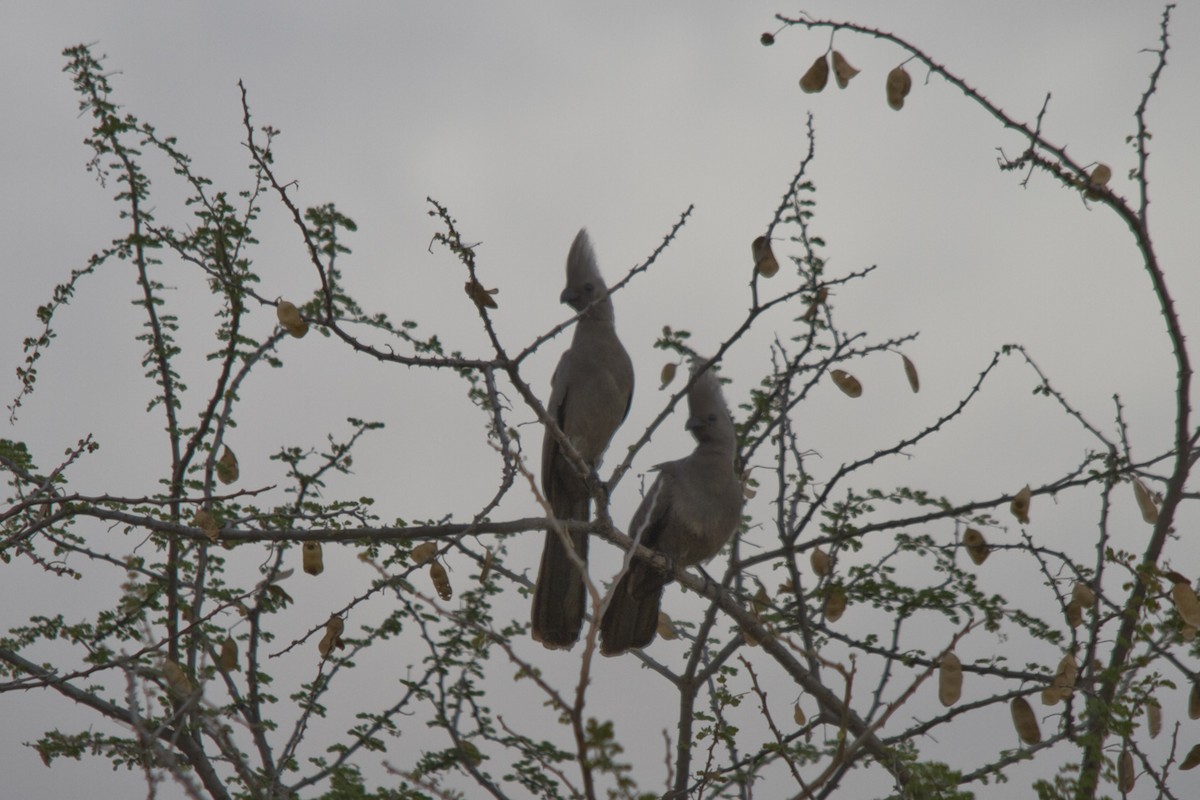 Gray Go-away-bird - Simeon Dawes