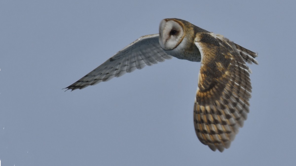 Barn Owl (American) - ML131908601