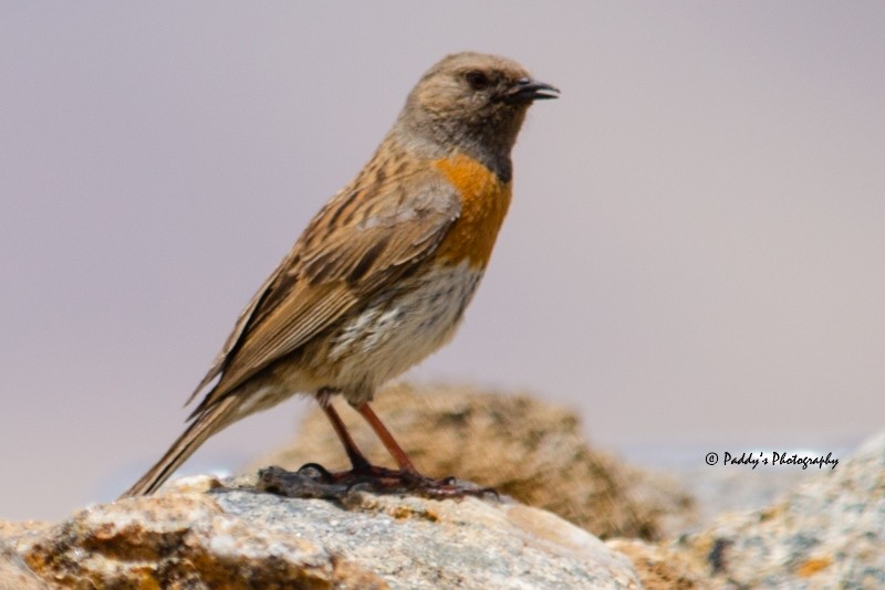 Robin Accentor - ML131909541