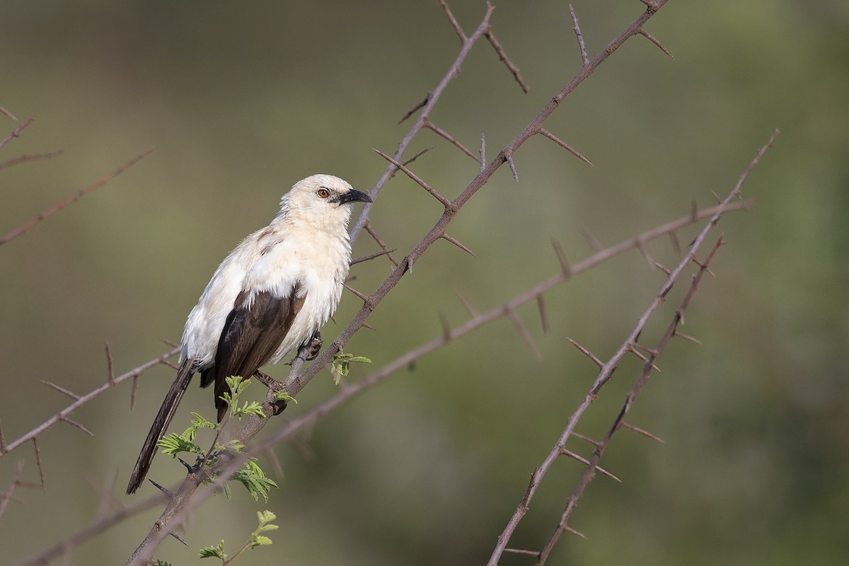 Southern Pied-Babbler - Niall D Perrins