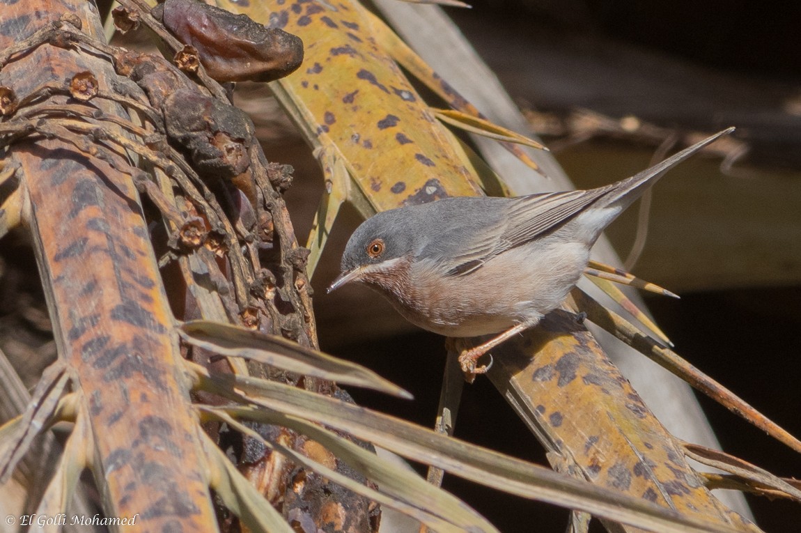 Moltoni's Warbler - El Golli  Mohamed