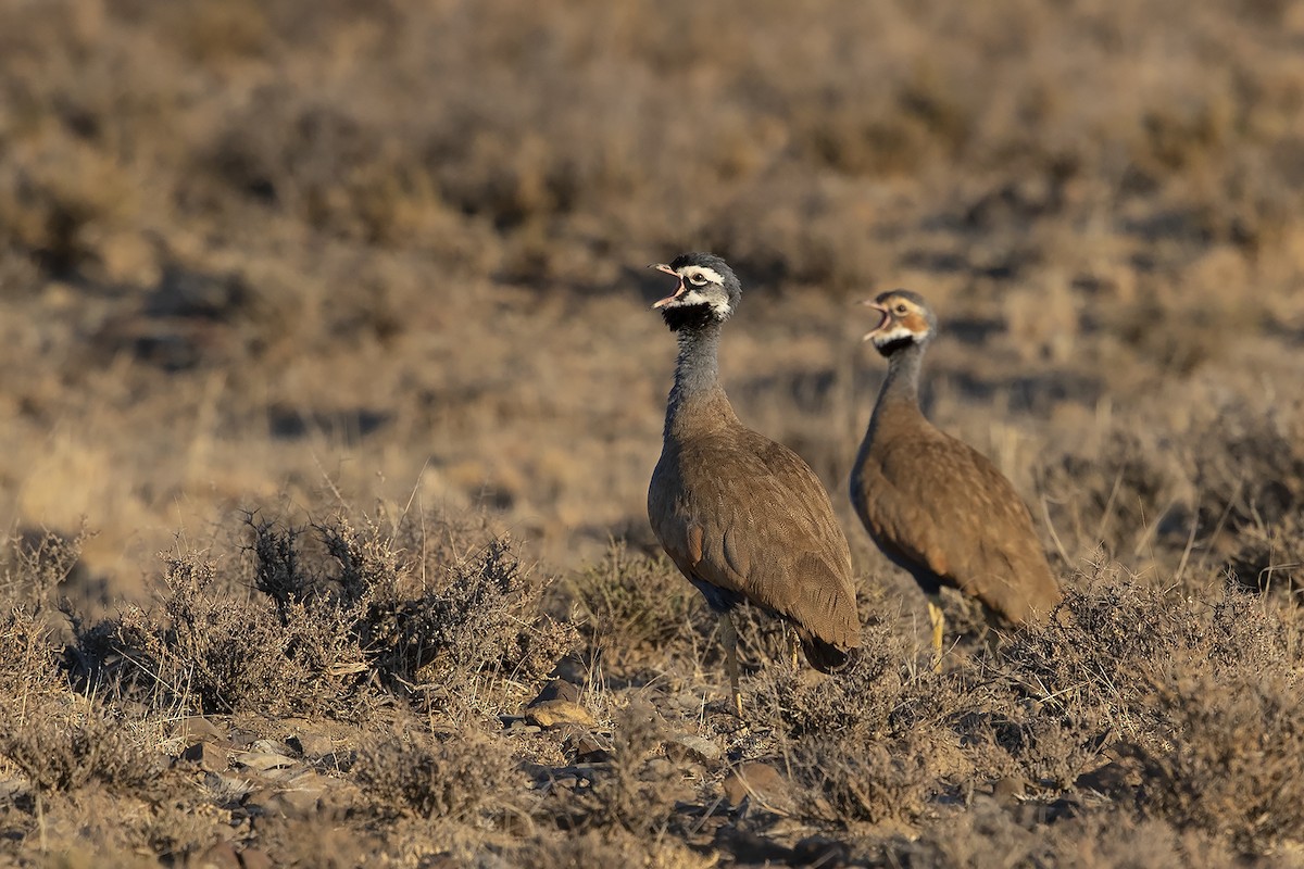 Blue Bustard - ML131910481