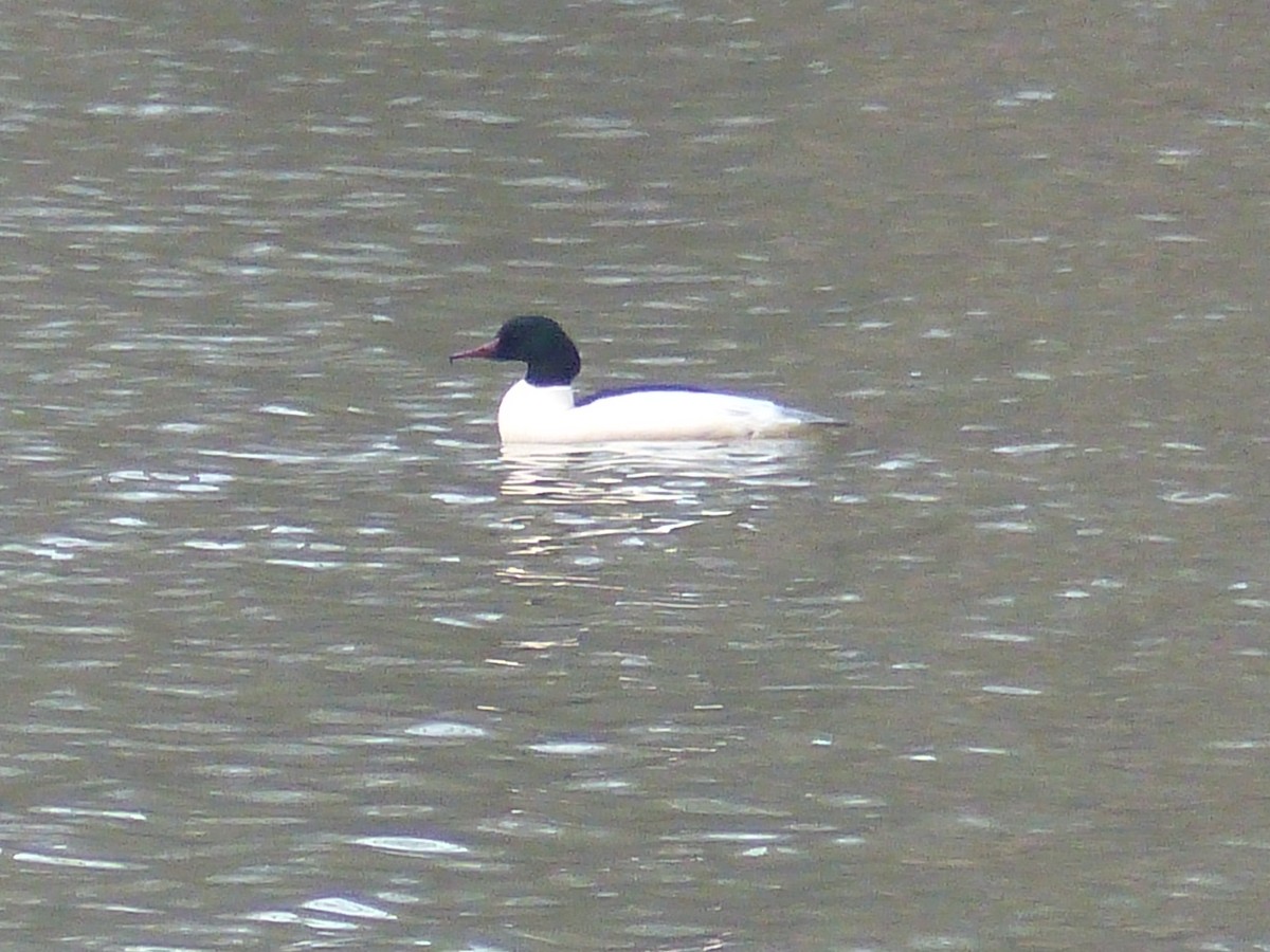 Common Merganser - ML131910741