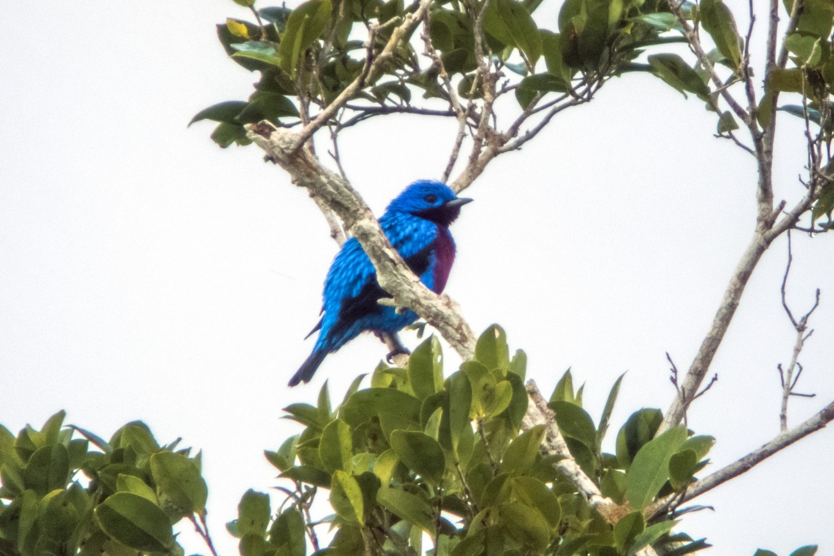 Banded Cotinga - ML131912921