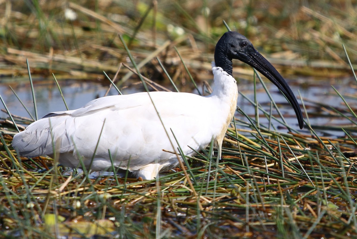 Black-headed Ibis - ML131913411