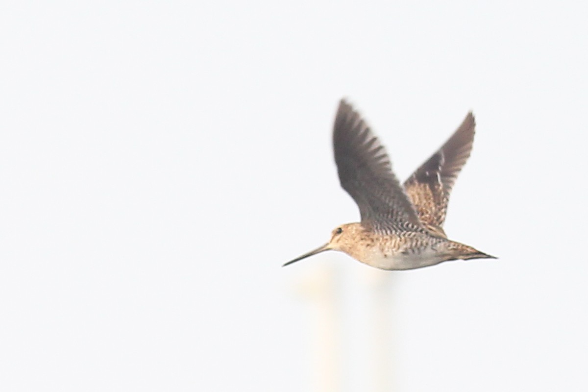 Pin-tailed Snipe - ML131915821