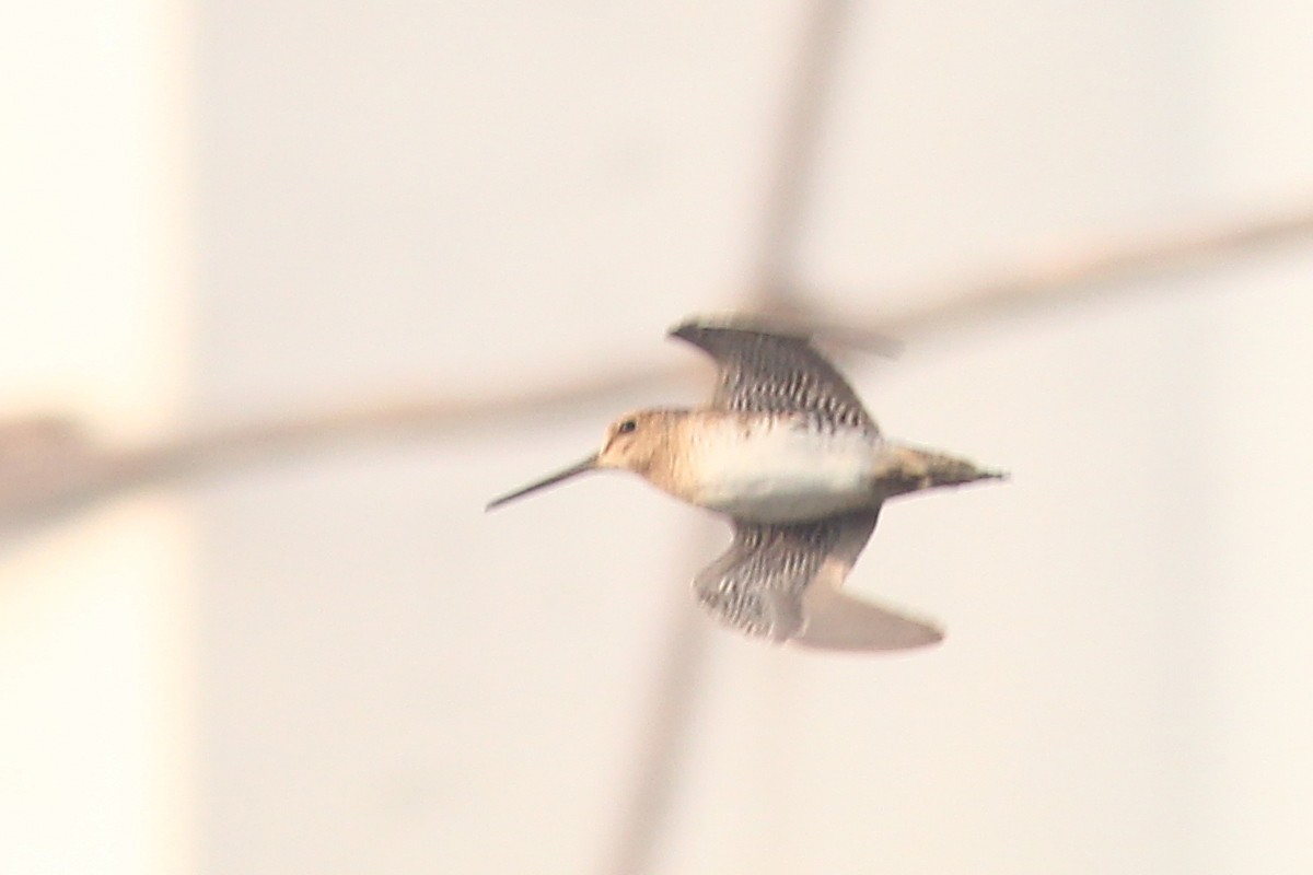 Pin-tailed Snipe - Aravind AM