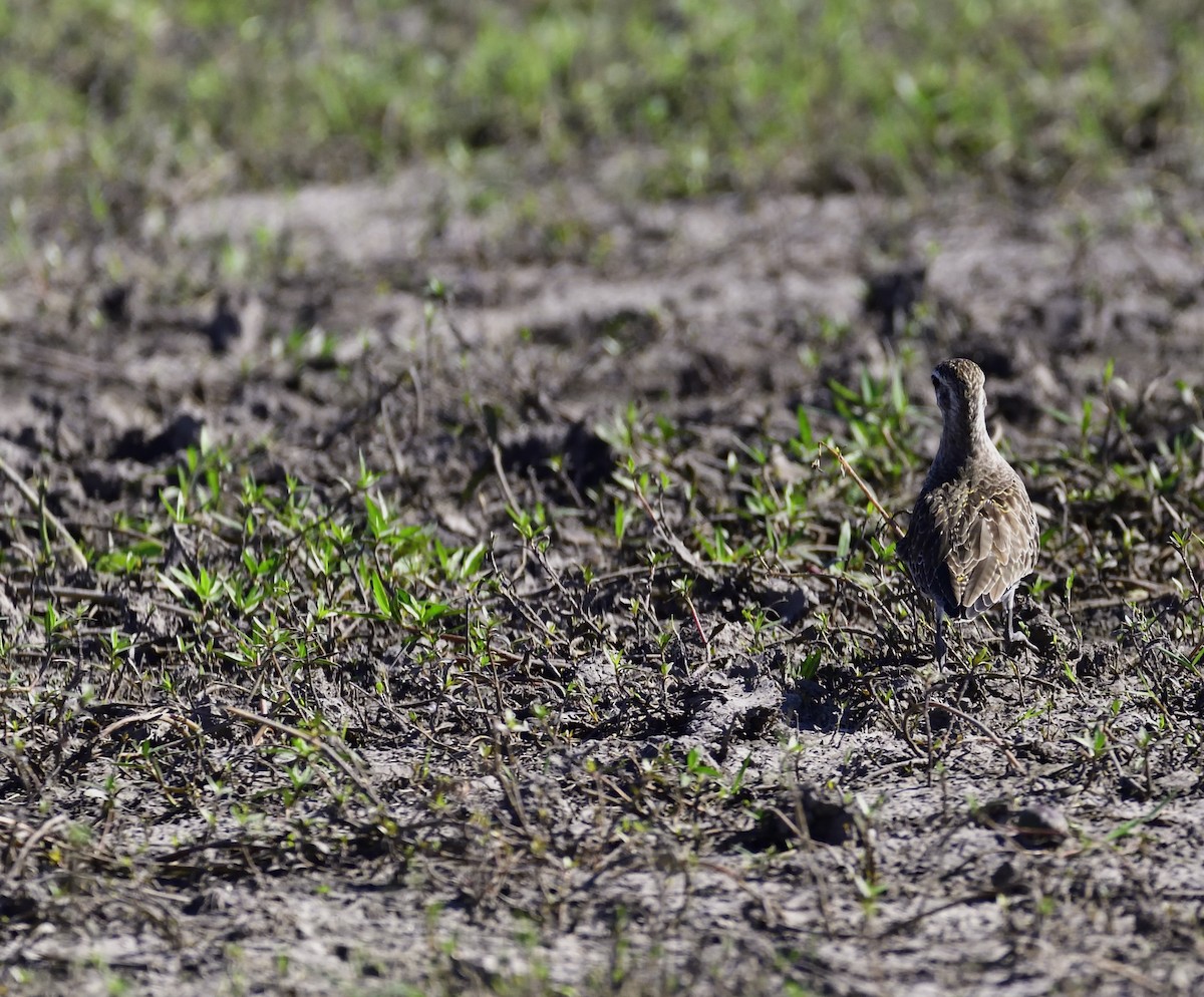 American Golden-Plover - ML131920541