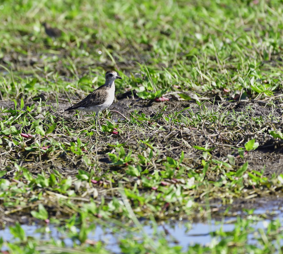 American Golden-Plover - ML131920691