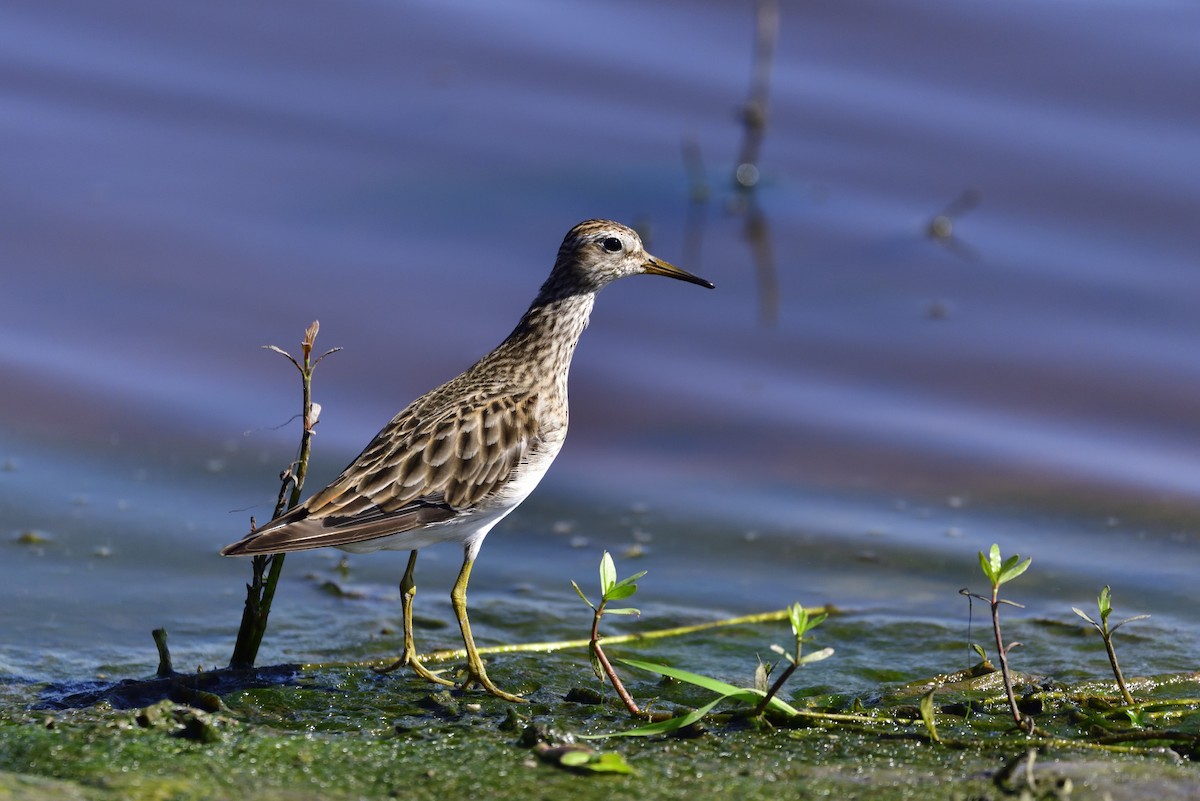 Pectoral Sandpiper - ML131920701