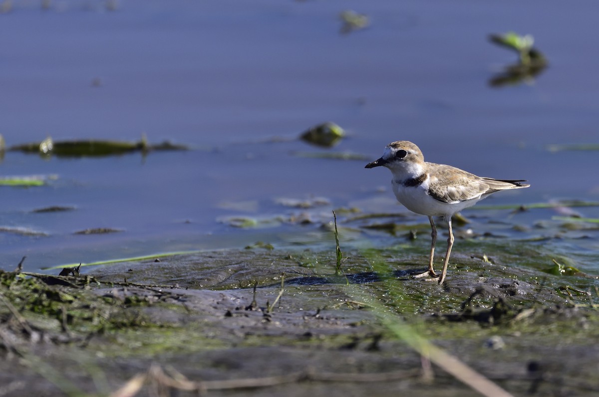 Collared Plover - Miguel Ansenuza