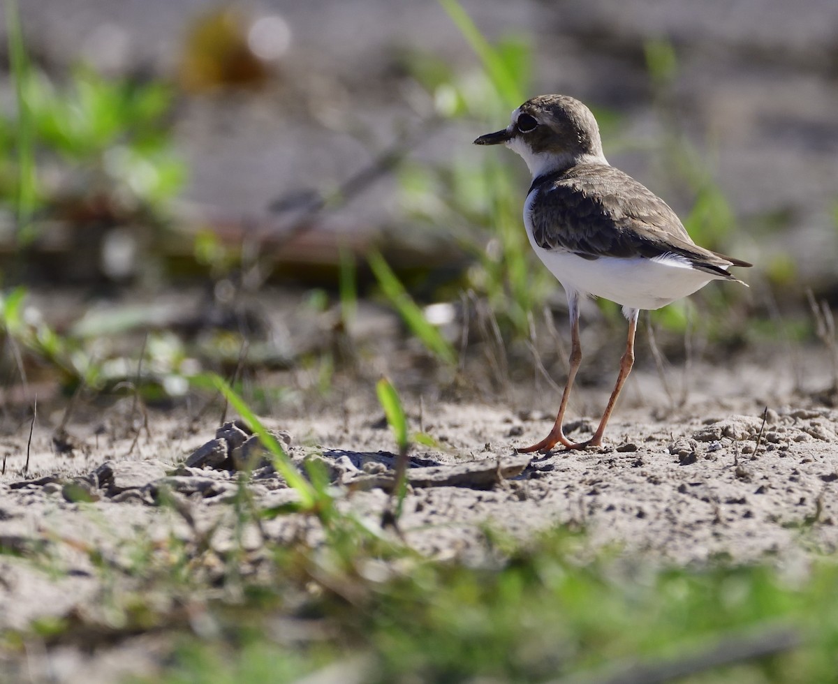 Collared Plover - Miguel Ansenuza