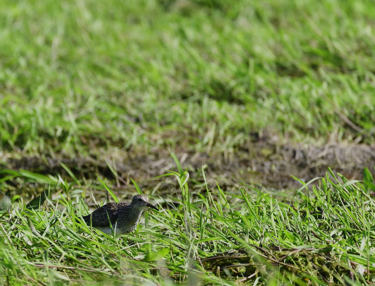 Pectoral Sandpiper - ML131920831