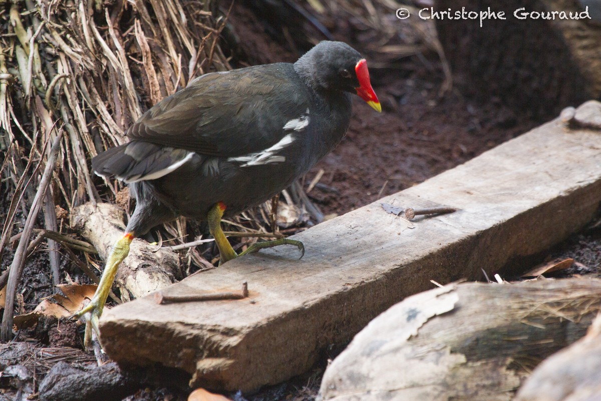 Gallinule poule-d'eau - ML131921431