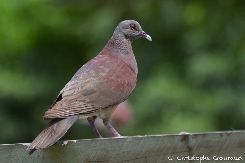 Malagasy Turtle-Dove - ML131923921