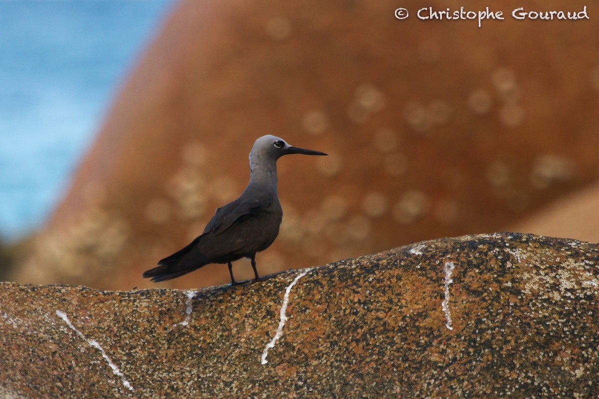 Lesser Noddy - ML131924201