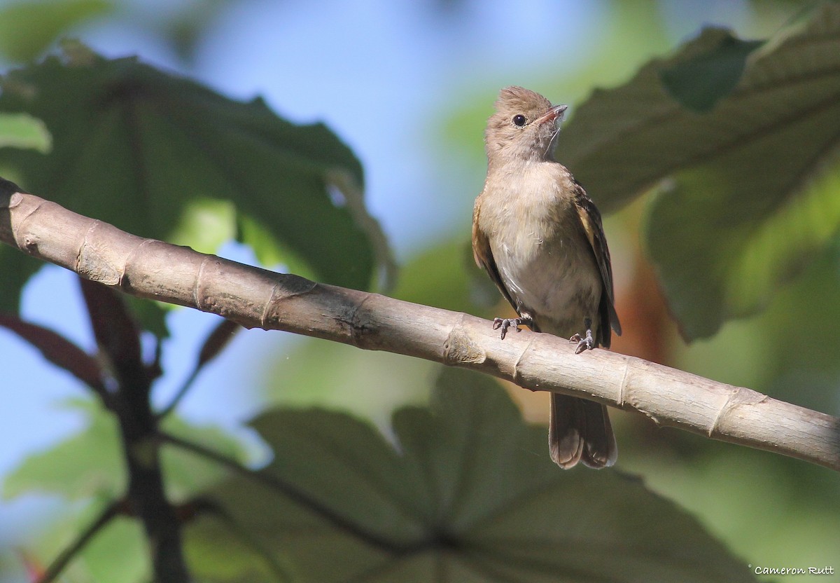 Brownish Elaenia - Cameron Rutt