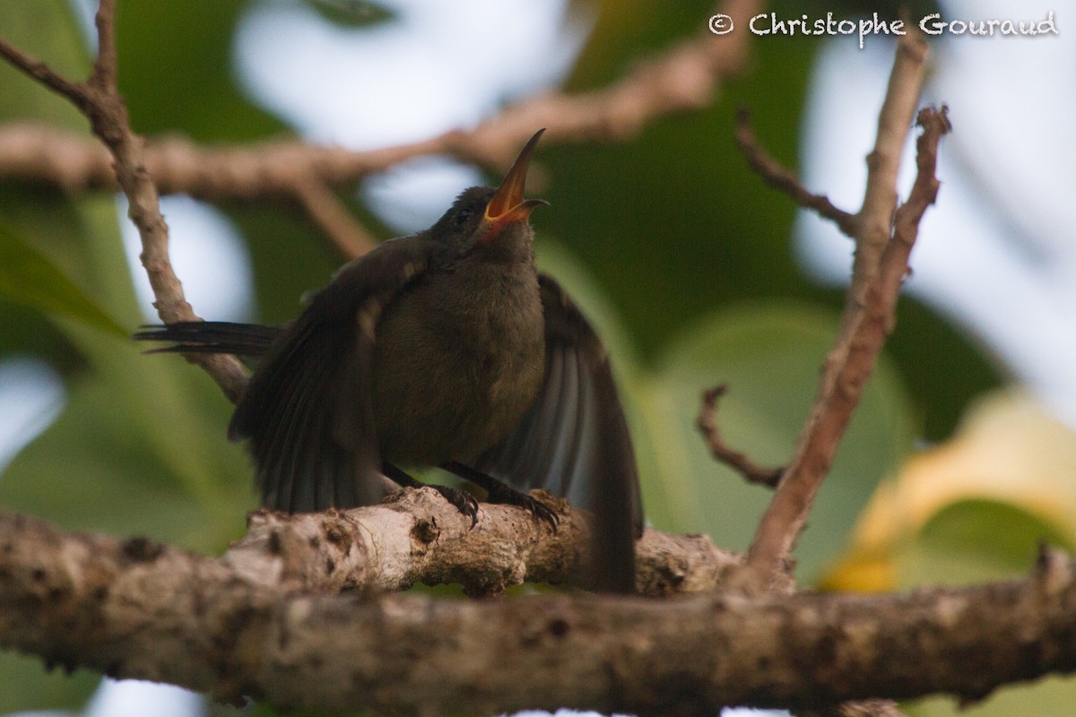 Seychelles Sunbird - ML131924531