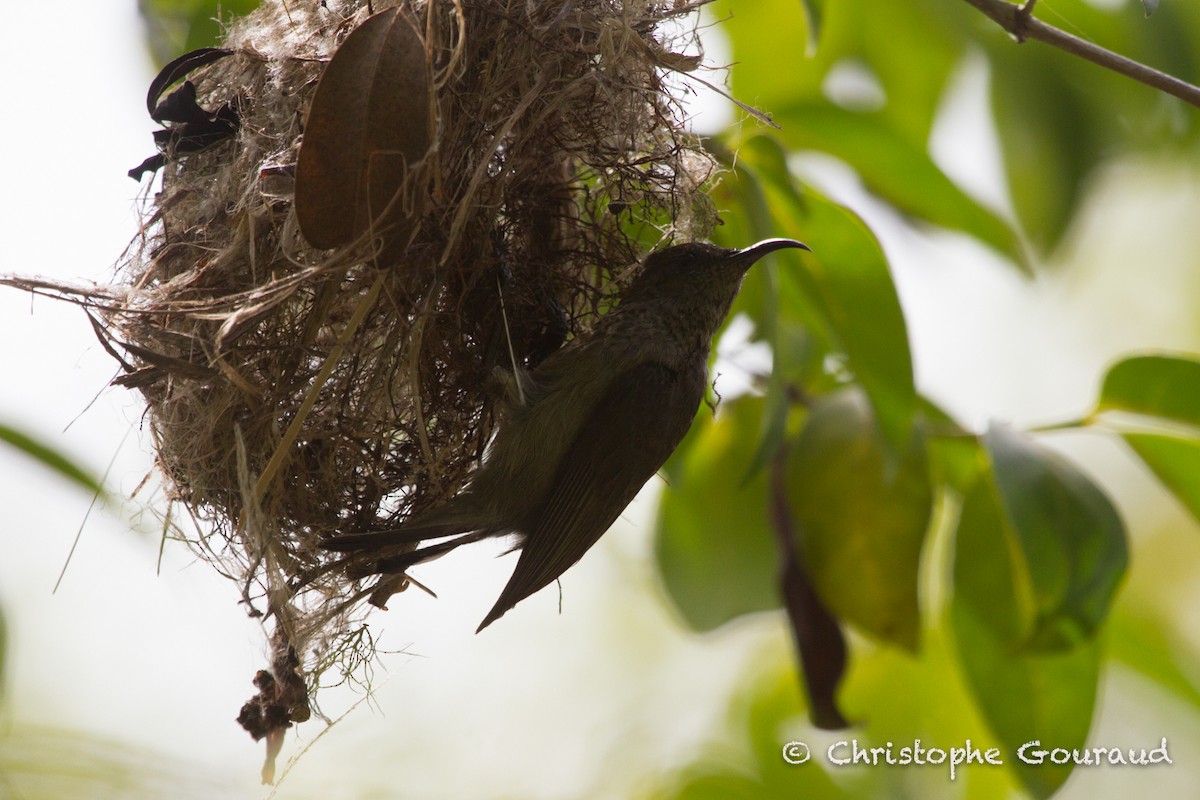 Seychelles Sunbird - ML131924541