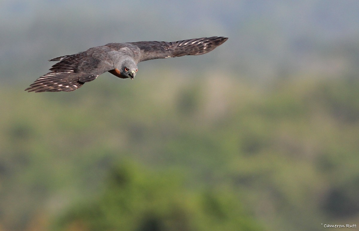 Double-toothed Kite - Cameron Rutt