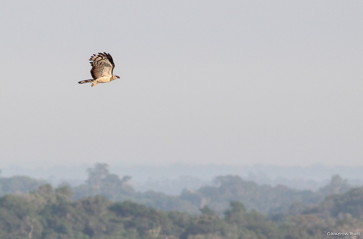 Crested Eagle - ML131924831