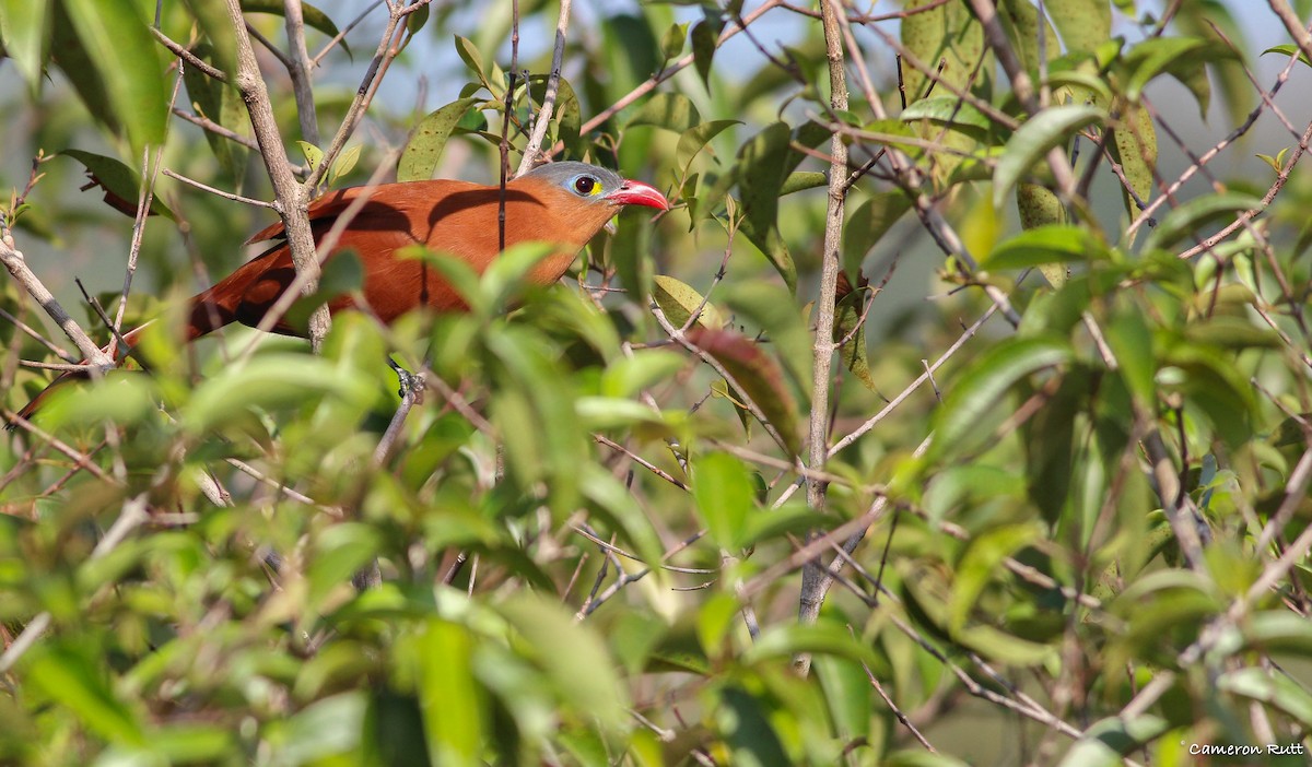 Black-bellied Cuckoo - Cameron Rutt