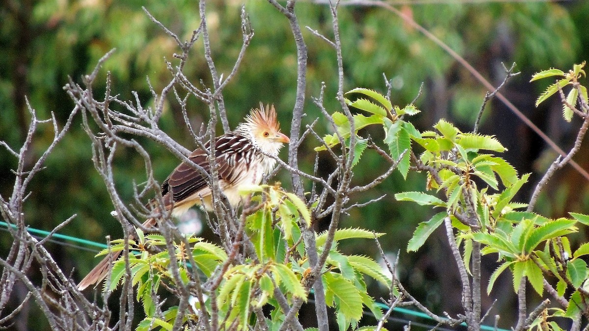 Guira Cuckoo - ML131925121