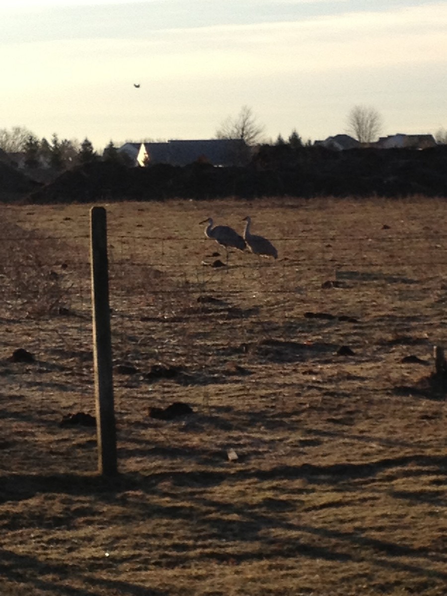 Sandhill Crane - Thomas Williams