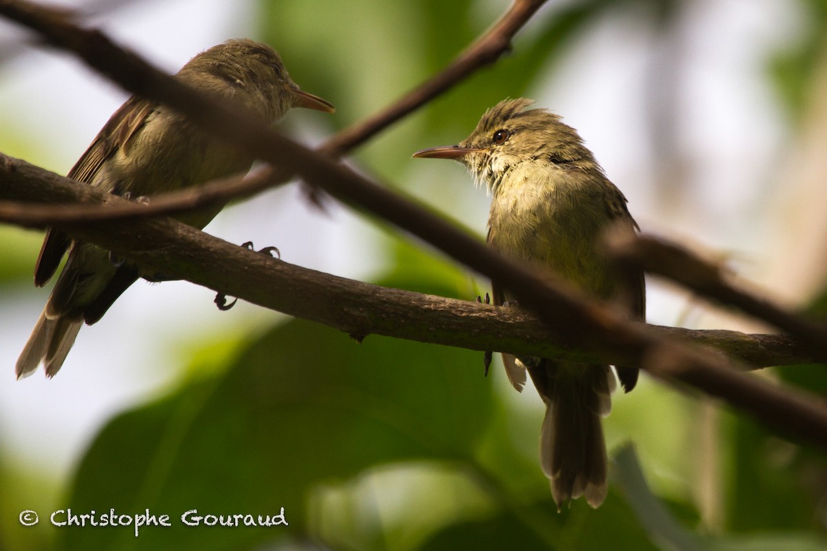 Seychelles Warbler - Christophe Gouraud