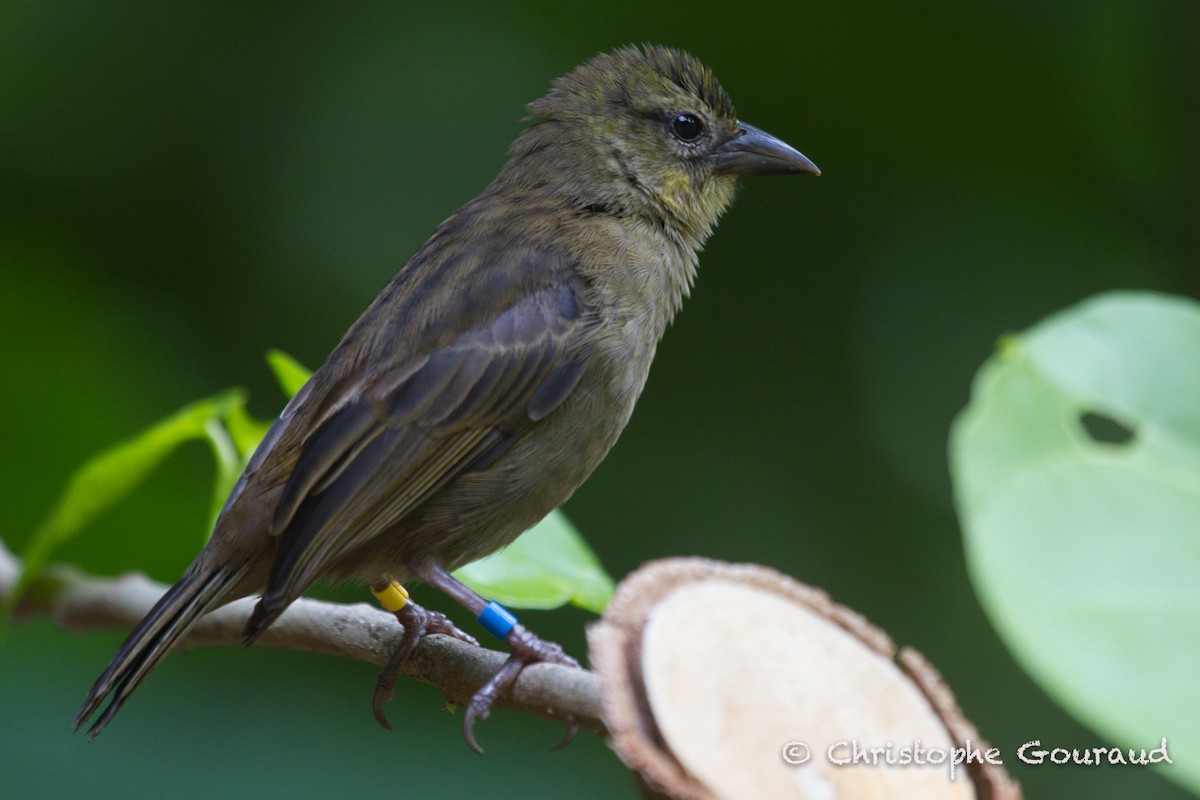 Fodi de Seychelles - ML131925941