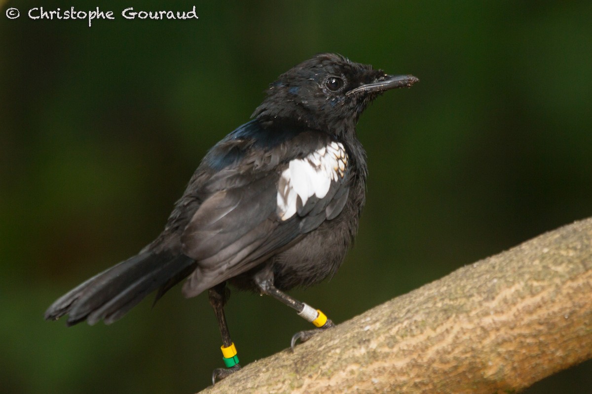 Seychelles Magpie-Robin - ML131926151