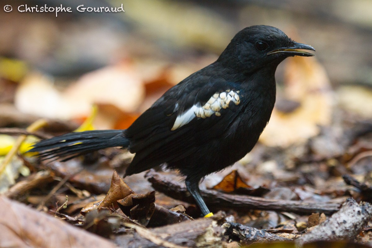 Seychelles Magpie-Robin - Christophe Gouraud